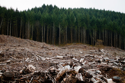 cut down forest